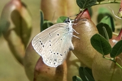 Iolana iolas