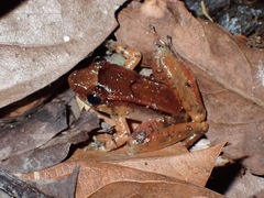 Limnonectes palavanensis