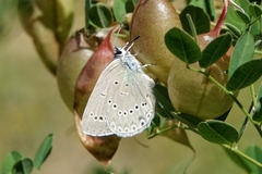 Iolana iolas