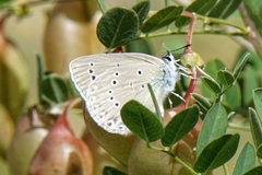 Iolana iolas