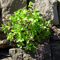 Phedimus kamtschaticus