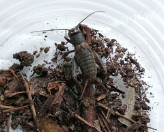 Modicogryllus frontalis