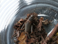 Modicogryllus frontalis