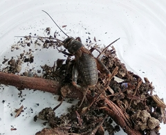 Modicogryllus frontalis