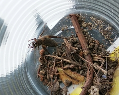 Modicogryllus frontalis