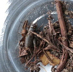 Modicogryllus frontalis
