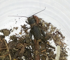 Modicogryllus frontalis