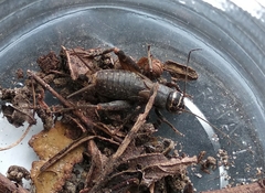 Modicogryllus frontalis
