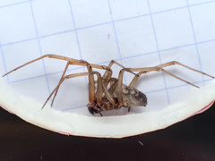 Steatoda grossa