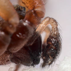 Steatoda grossa