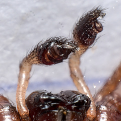 Steatoda grossa