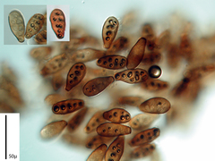 Prosthecium pyriforme