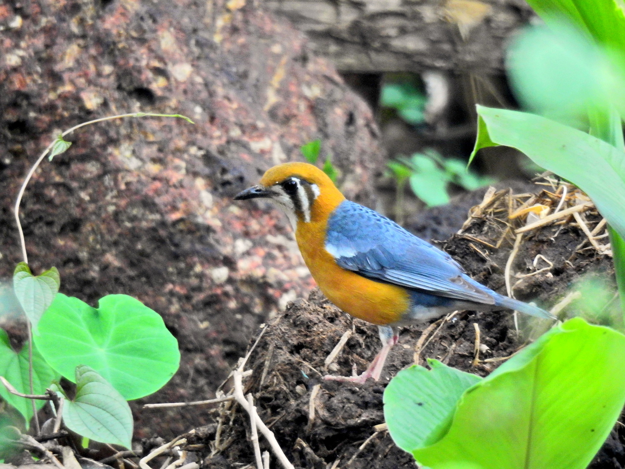 Orange-headed Thrush