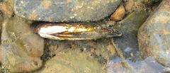 Lanceolaria