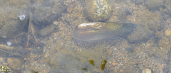 Lanceolaria