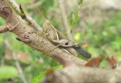 Omalotettix obliquus