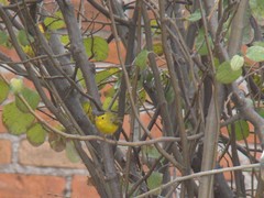 Cardellina pusilla