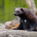 Eurasian Wolverine - Photo (c) Mathias Appel, some rights reserved (CC BY-NC)