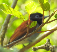 Terpsiphone viridis granti