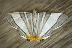 Opisthoxia