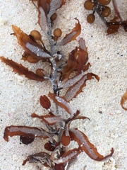 Sargassum natans