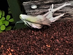 Pterodictya reticularis