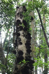 Lemmaphyllum diversum