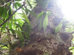 Lemmaphyllum diversum