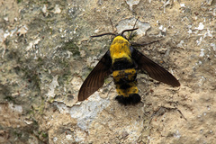 Sataspes xylocoparis