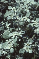 Tidestromia suffruticosa
