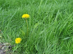Taraxacum officinale