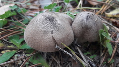 Tricholoma pardinum