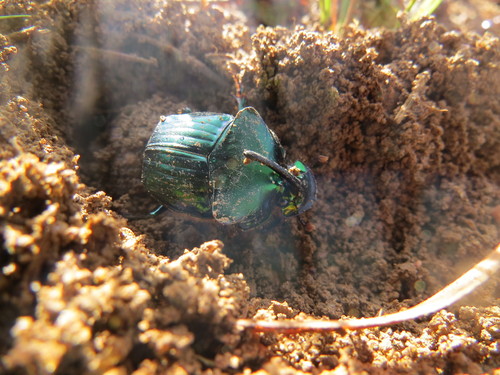 Phanaeus kirbyi