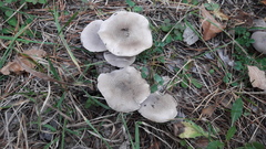 Tricholoma pardinum