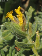 Alkanna orientalis