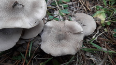 Tricholoma pardinum