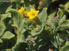 Alkanna orientalis