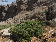 Alkanna orientalis