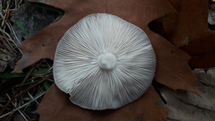 Tricholoma pardinum