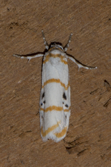 Cyana quadrinotata