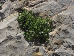 Campanula cymbalaria