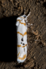 Cyana quadrinotata