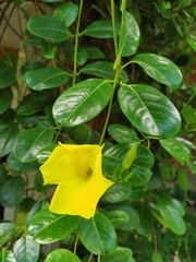Pentalinon luteum