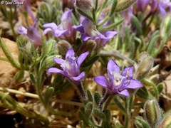 Delphinium pygmaeum