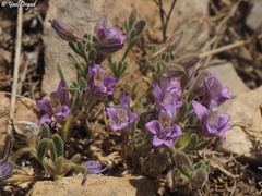 Delphinium pygmaeum