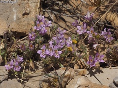 Delphinium pygmaeum