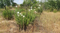 Lilium candidum