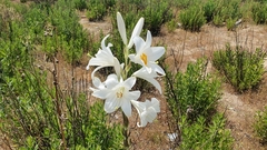 Lilium candidum