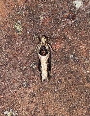 Pseudochelaria walsinghami