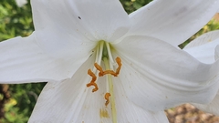 Lilium candidum